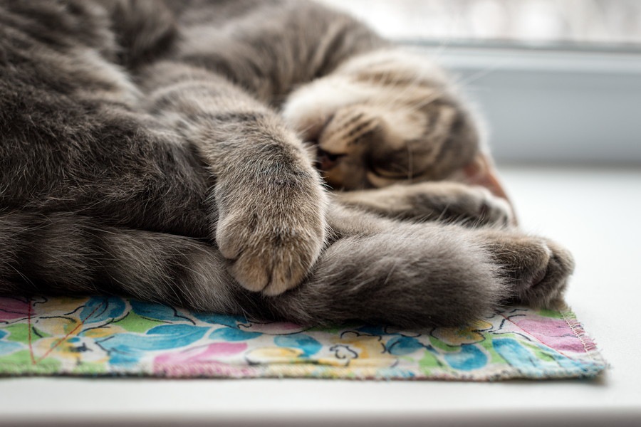 猫がストレスを感じている時の４つのサインは？