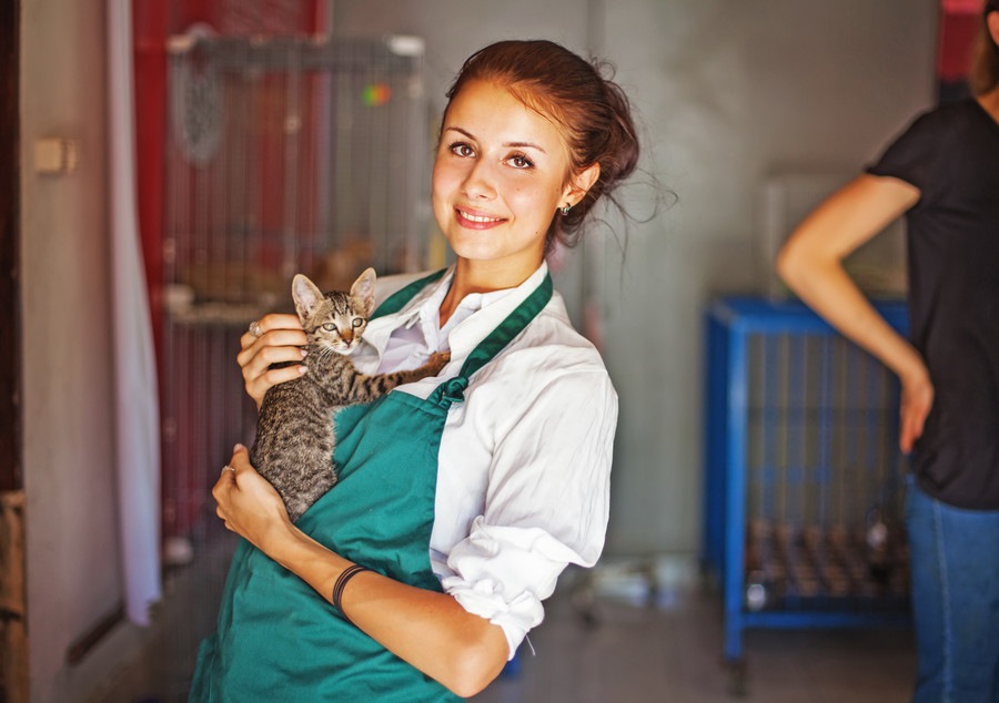 猫シェルター(保護施設)について  その活動と保護猫の譲渡