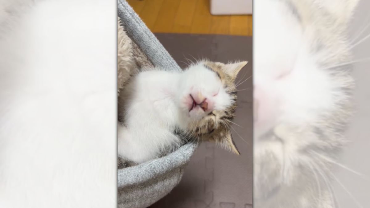 パーカーのフードの中で爆睡する子猫が尊すぎ…　幸せそうに眠る姿に「癒やされました」の声