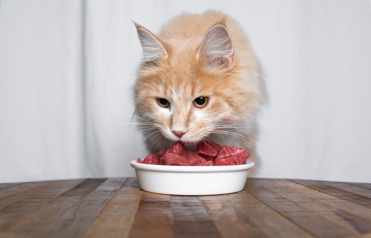 猫の『鉄分不足』で起こる3つのトラブル！鉄分豊富な食材や摂取時の注意点を解説