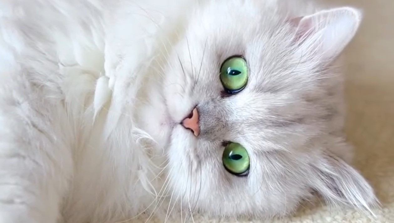 『瞳の色が美しすぎる猫』が話題に…まるで宝石のような"緑の瞳"に心奪われると415万再生の大反響「信じられない」「綺麗だ」の声