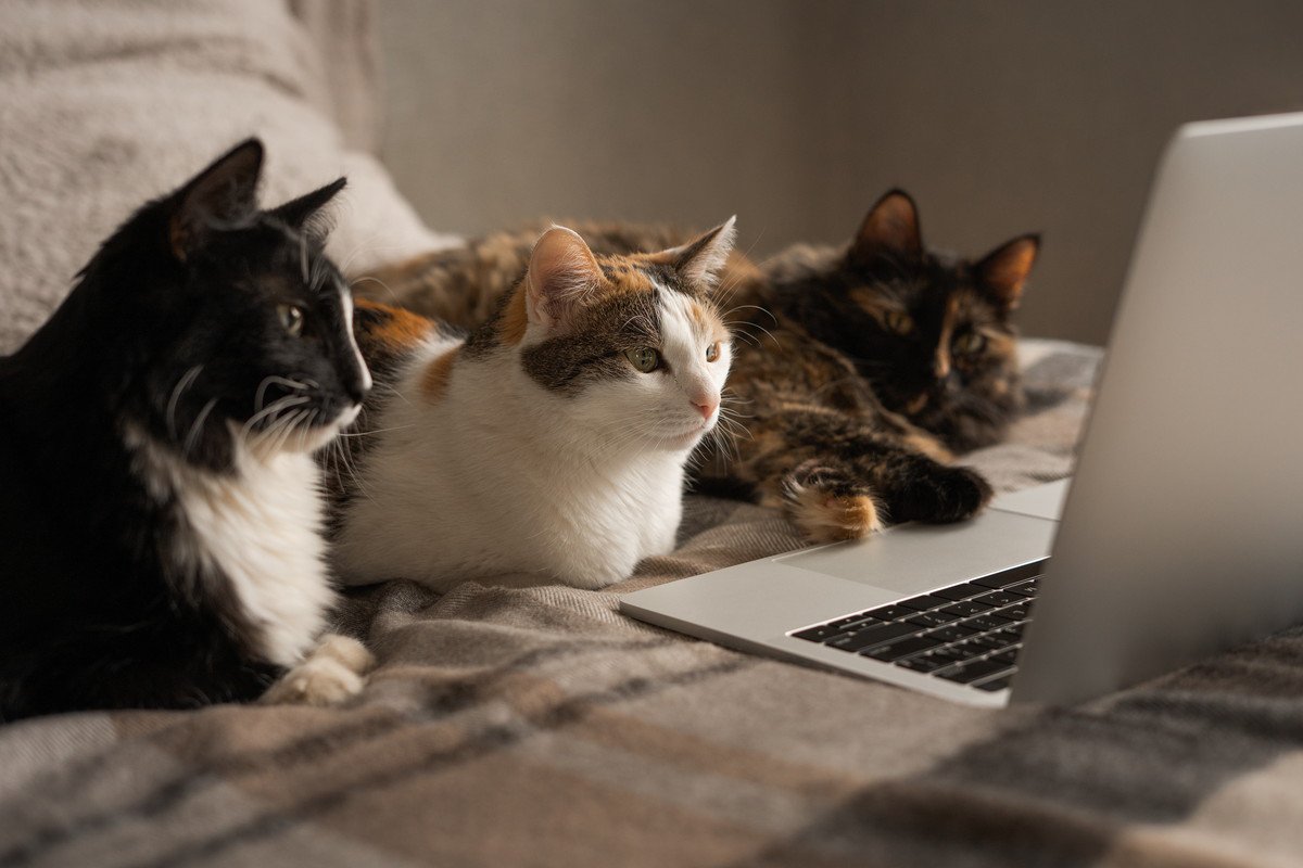 猫の秘密結社『ねこねこネットワーク（NNN）』のナゾ3選　あなたも猫らに監視されている…？
