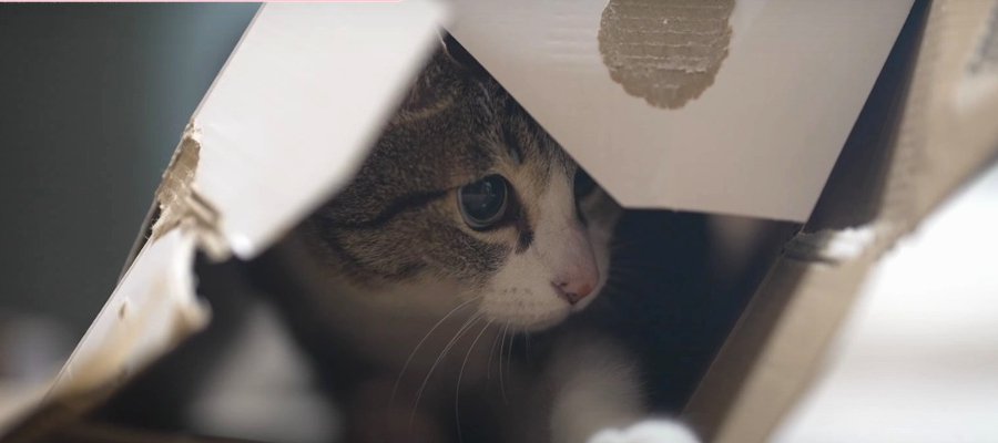もしや何か隠してる？　そわそわするキジシロ猫ちゃん。箱を見た途端「ドロン」する姿に爆笑！