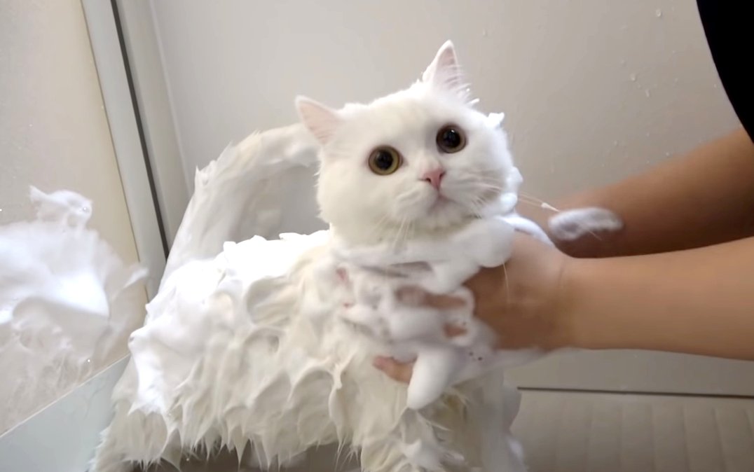 もこもこ泡風呂を堪能♪真っ白な猫ポムさんのお風呂タイム