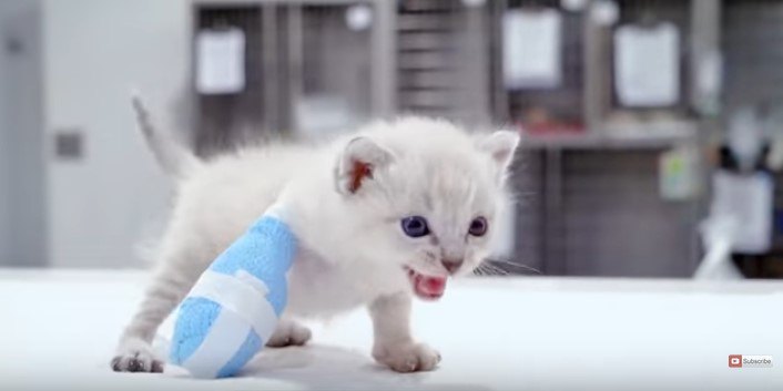 大ケガの子猫を緊急手術。足先を失っても強い子は幸せを引き寄せた！