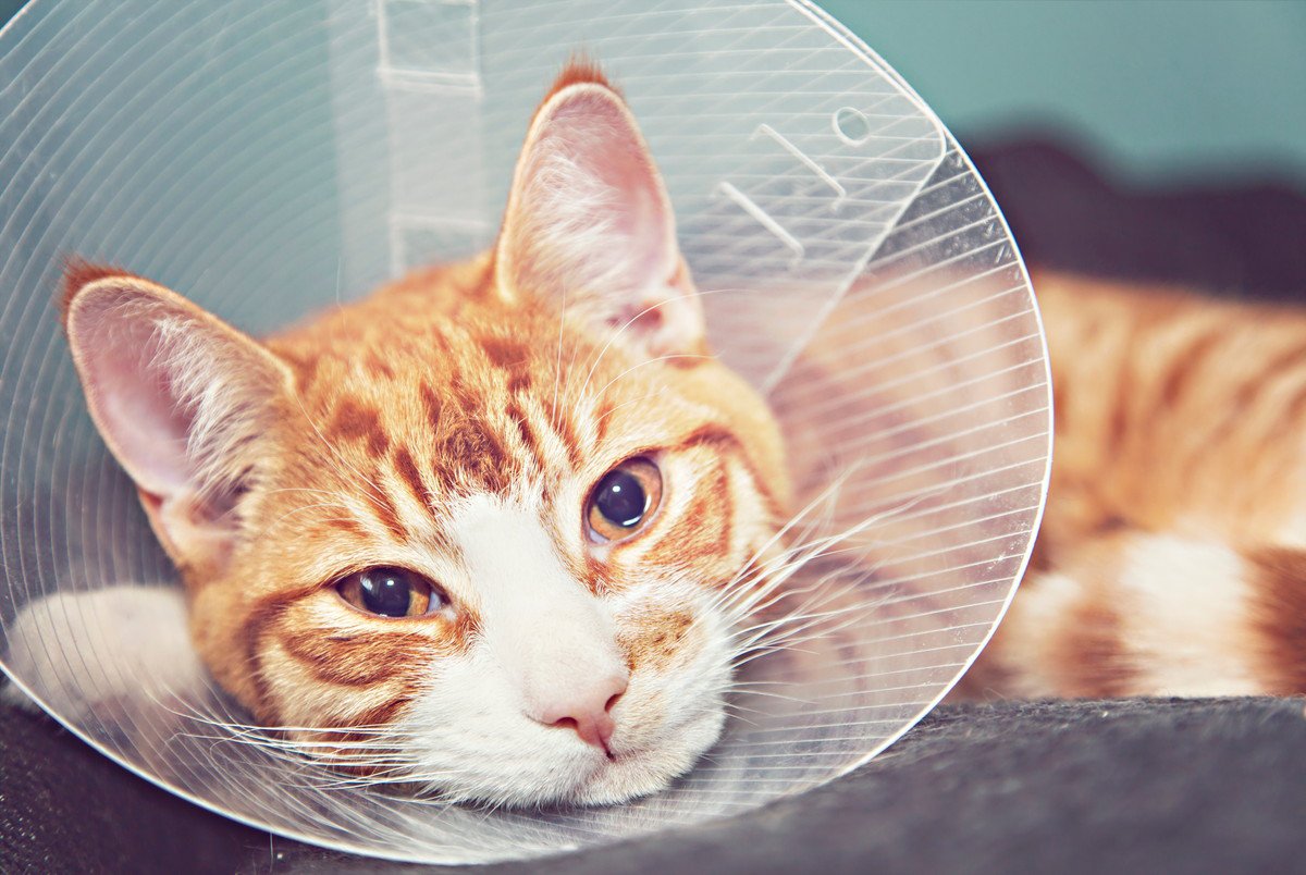 猫に死を招く『悪性腫瘍』3つ！知っておくべき予防する方法とは