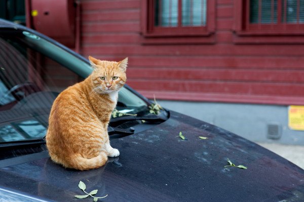 猫が車に傷をつける原因や予防する方法、対策グッズ