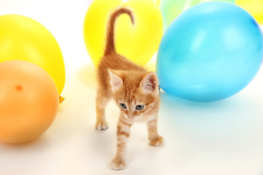 猫と風船で遊ぶとどんな反応をする？一緒に遊ぶ時のポイントや注意点も