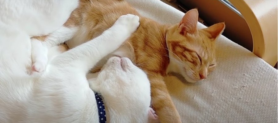 仲良し過ぎ？！抱き合って眠る可愛い猫ちゃん達♡