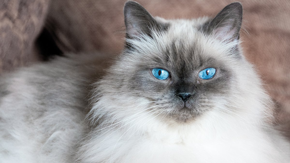 『目が青い猫』11品種！青い理由や性格の特徴とは？