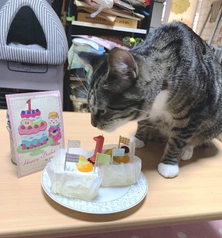 猫は猫用ケーキが好き？食べてくれない4つの理由