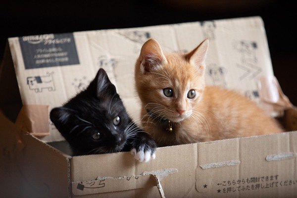 なぜ猫は『箱』に入りたがるのか？５つの理由