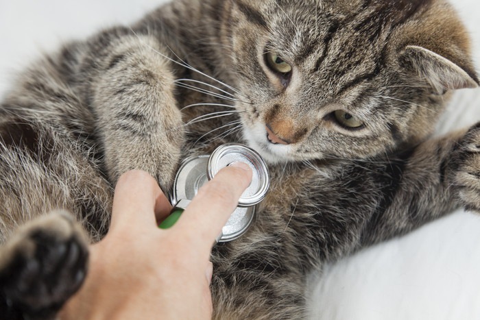 猫の肺炎の症状と原因、治療の方法について
