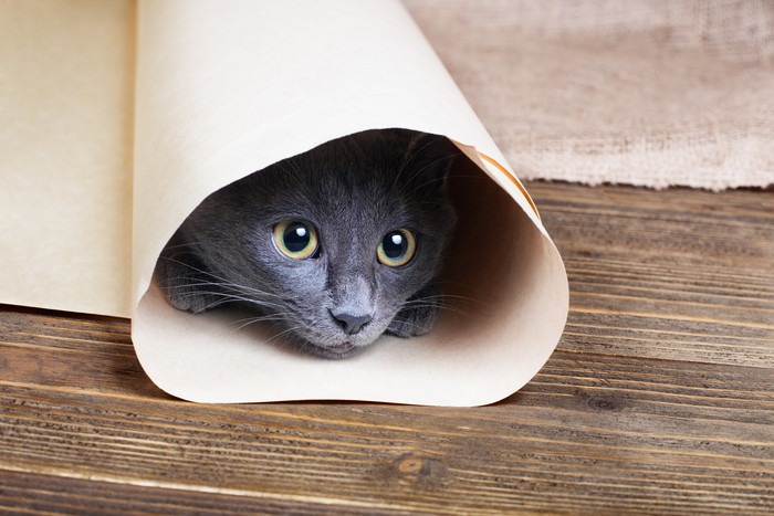 猫がトンネルを好む理由とおすすめのタイプ
