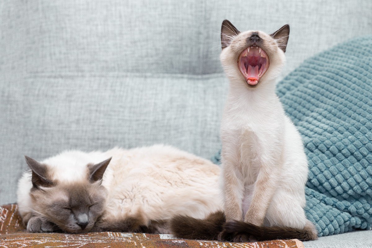 『よく鳴く・鳴かない猫』の違い3つ　それぞれの特徴や性格を徹底解説！