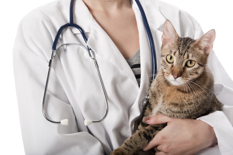 猫の結石ができる原因やその治療法について