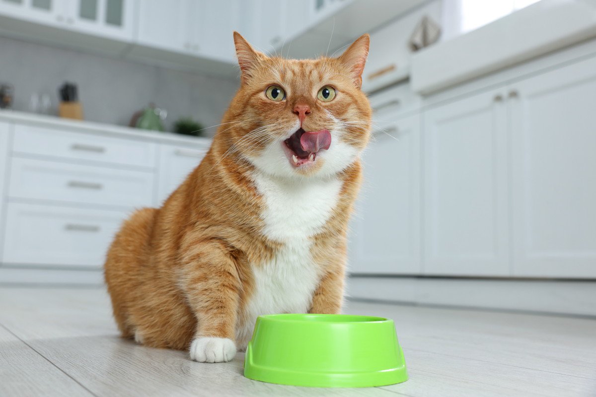 愛猫にとって理想的な『食事場所』4つとその理由　いつものご飯がもっとおいしくなるかも？