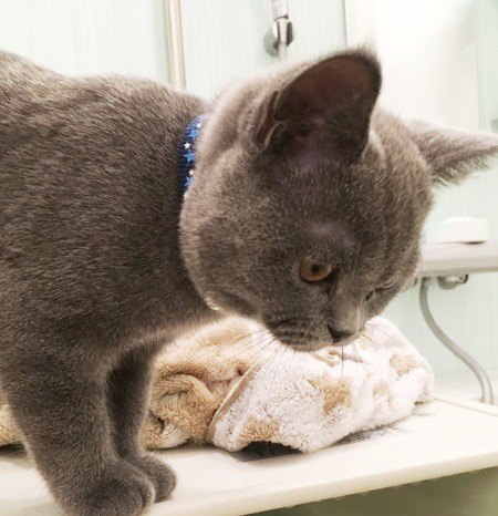 猫がシャンプーを嫌がる3つの理由と対処法