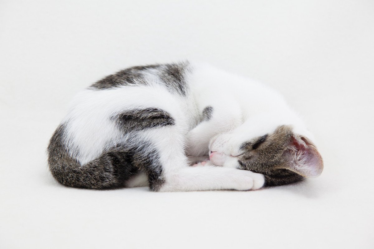 猫が『丸まって眠る』のはなぜ？4つのワケ