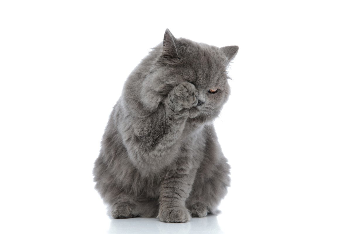 猫がいつもより『目を擦っている時』は要注意　3つの病気の可能性と対処法