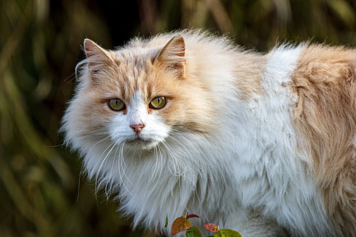 猫の毛が『ボサボサ』になってしまう原因3つと対処法