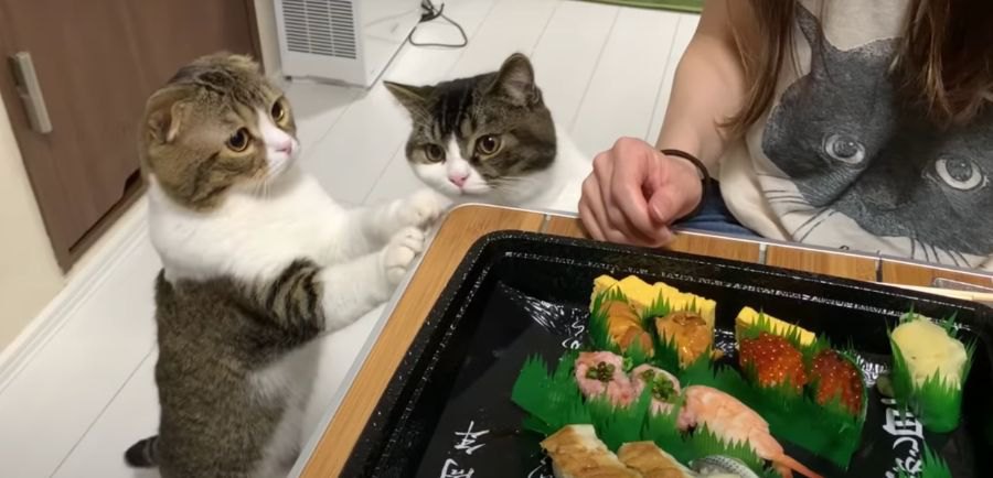 おいしそうだなー！ママさんのお寿司を狙う親子猫！