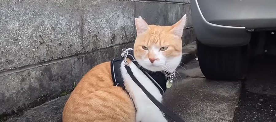 突然の怖い顔…！お散歩中にわんこと遭遇した猫さんの反応にご注目