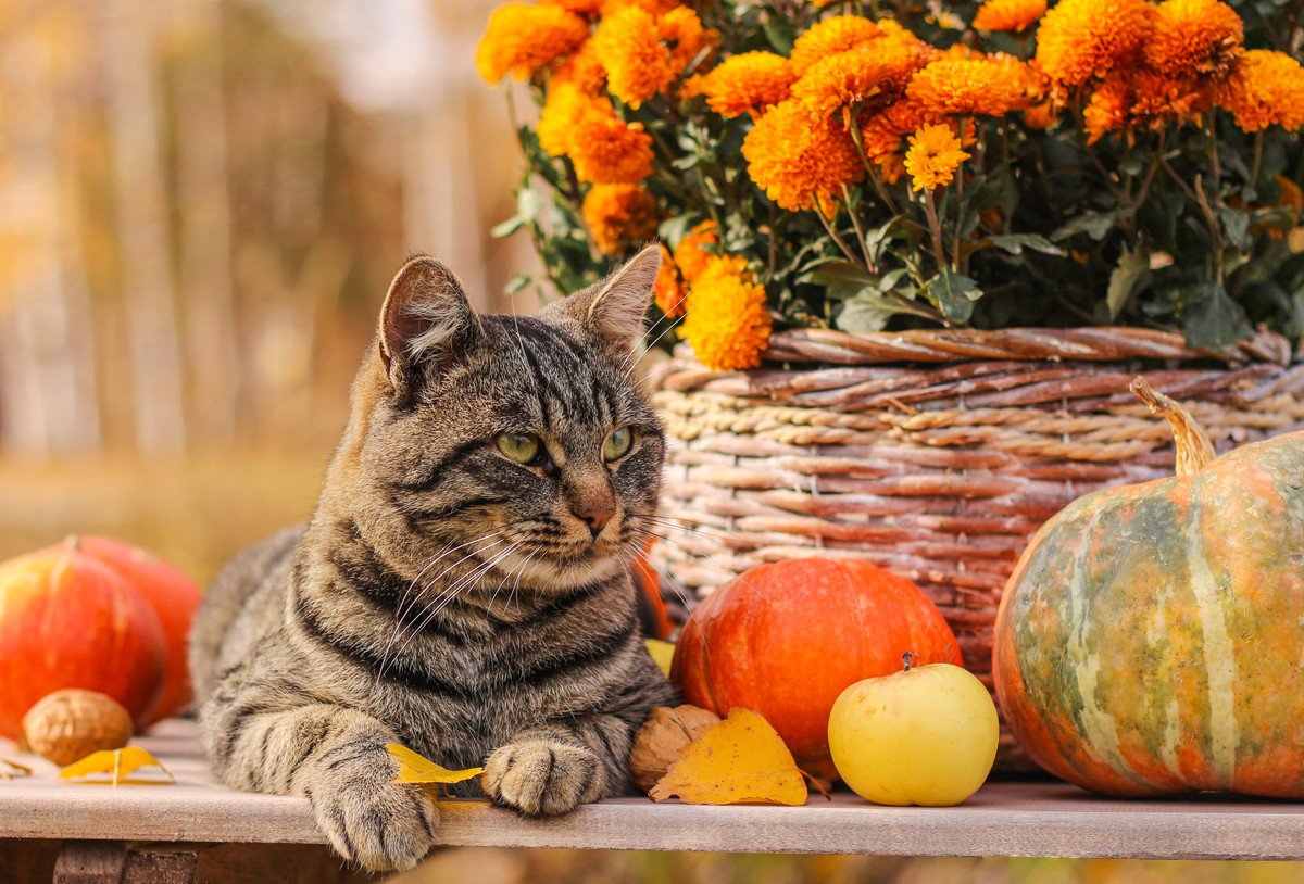 猫に危険すぎる『秋の花』3つ！理由や誤飲・誤食時の対処法も
