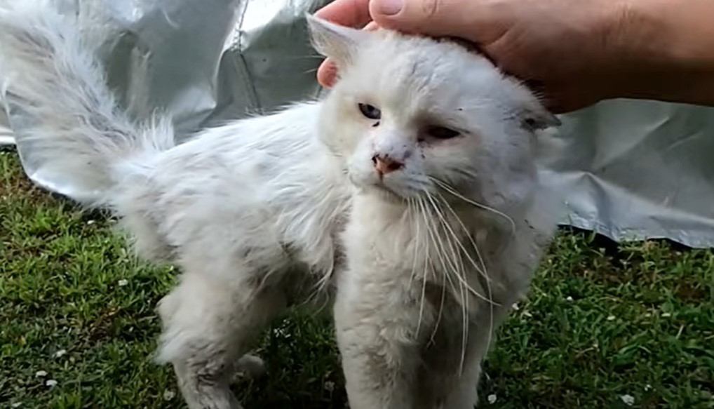 毎日家にやって来る『ボロボロの白猫』を保護したら…現在の様子に涙が溢れ出ると11万2000再生「運命的」「涙で目が腫れた」の声