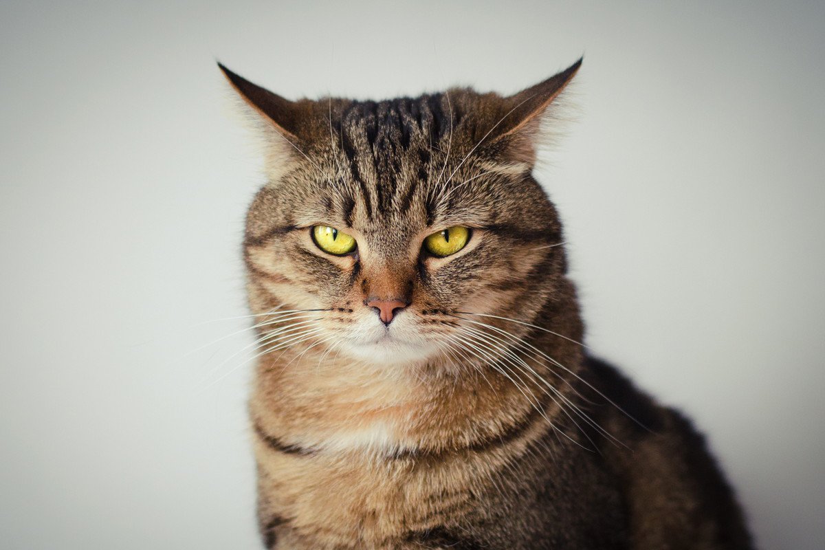 猫のストレス『5大原因』とは？効果的なストレス解消法を紹介！