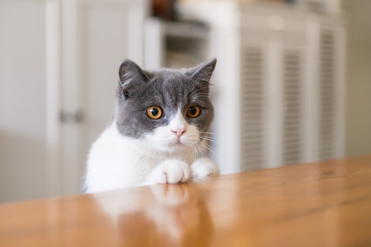 愛猫を「乗ってほしくない場所」から遠ざける方法3選　テーブルやキッチンカウンター…うまい防止策とは？