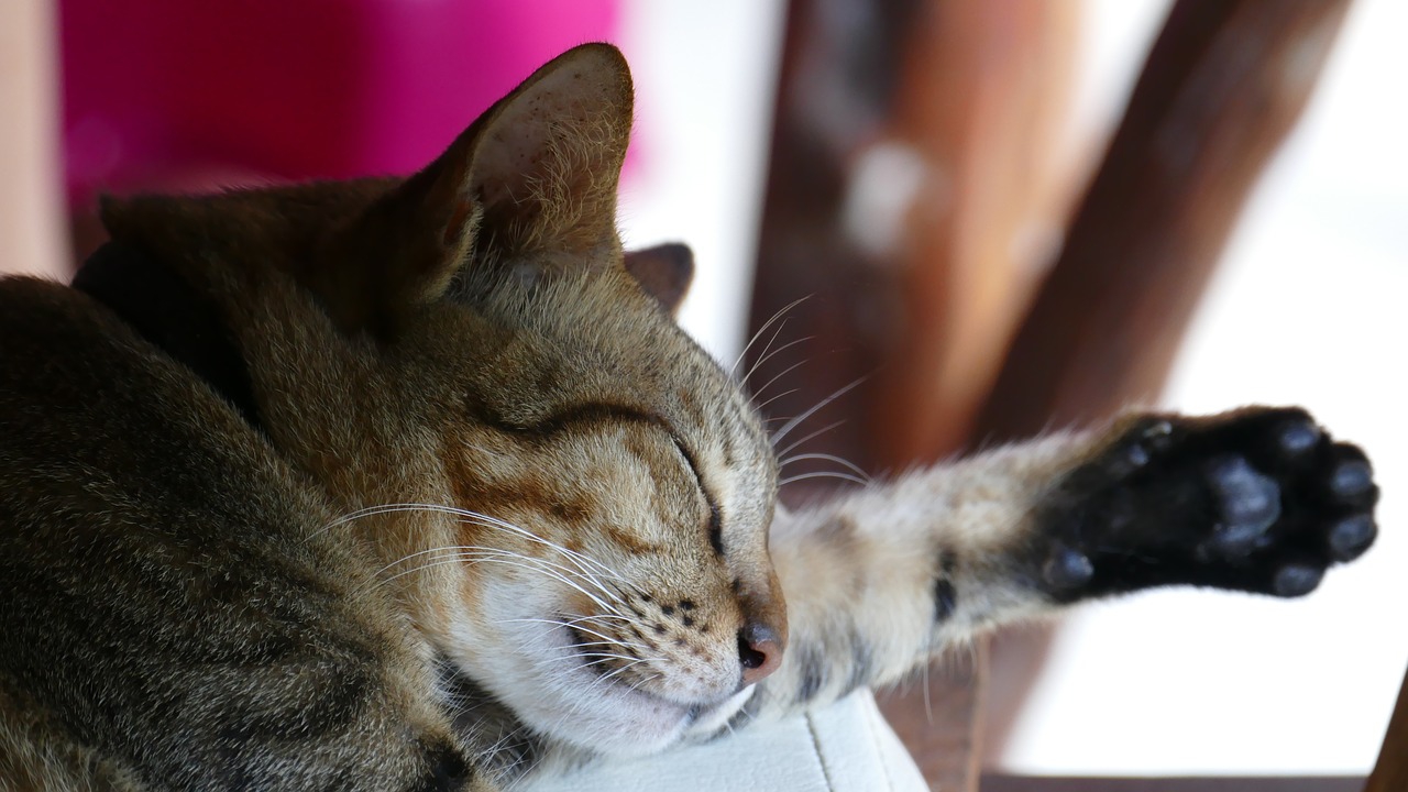 猫が寝てばかりいる3つの理由とその効果