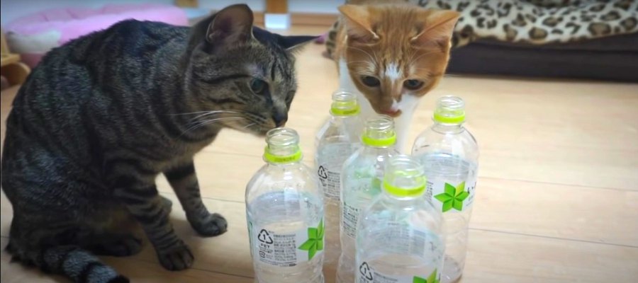 猫ちゃんがペットボトルを気に入った瞬間を目撃！