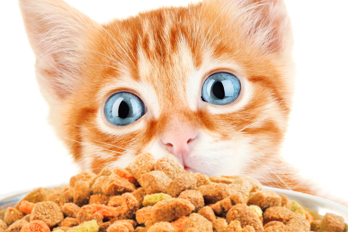 猫を健康な身体にする『栄養素』4つ！摂取する方法も合わせて解説