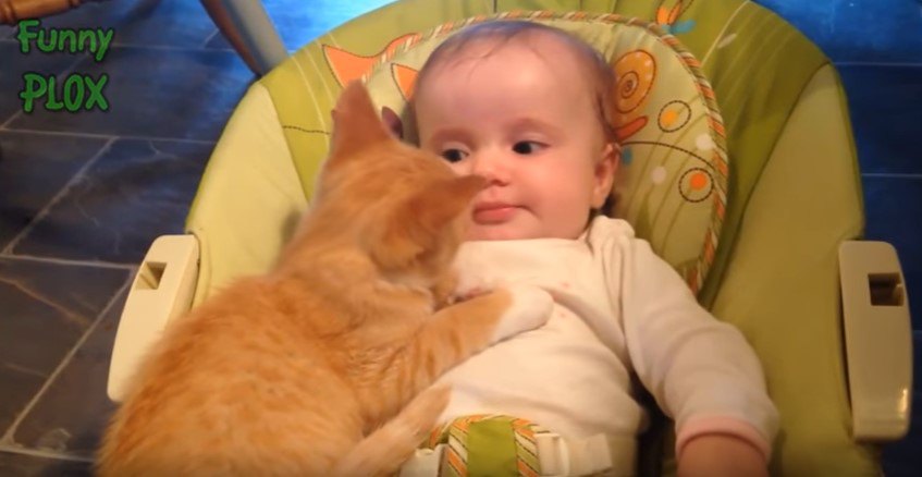 猫 vs. 乳児。かわいさ ＆ 面白さ鉄板コンビの動画が大集合！