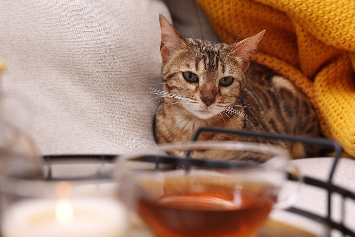 猫に『紅茶』を絶対に与えてはいけない3つのワケ　誤飲した際の怖い症状や対処法も