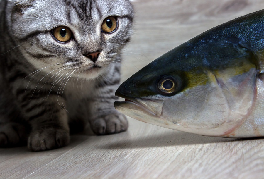 猫はマグロを食べても大丈夫？生魚などを与える際の注意点を解説！