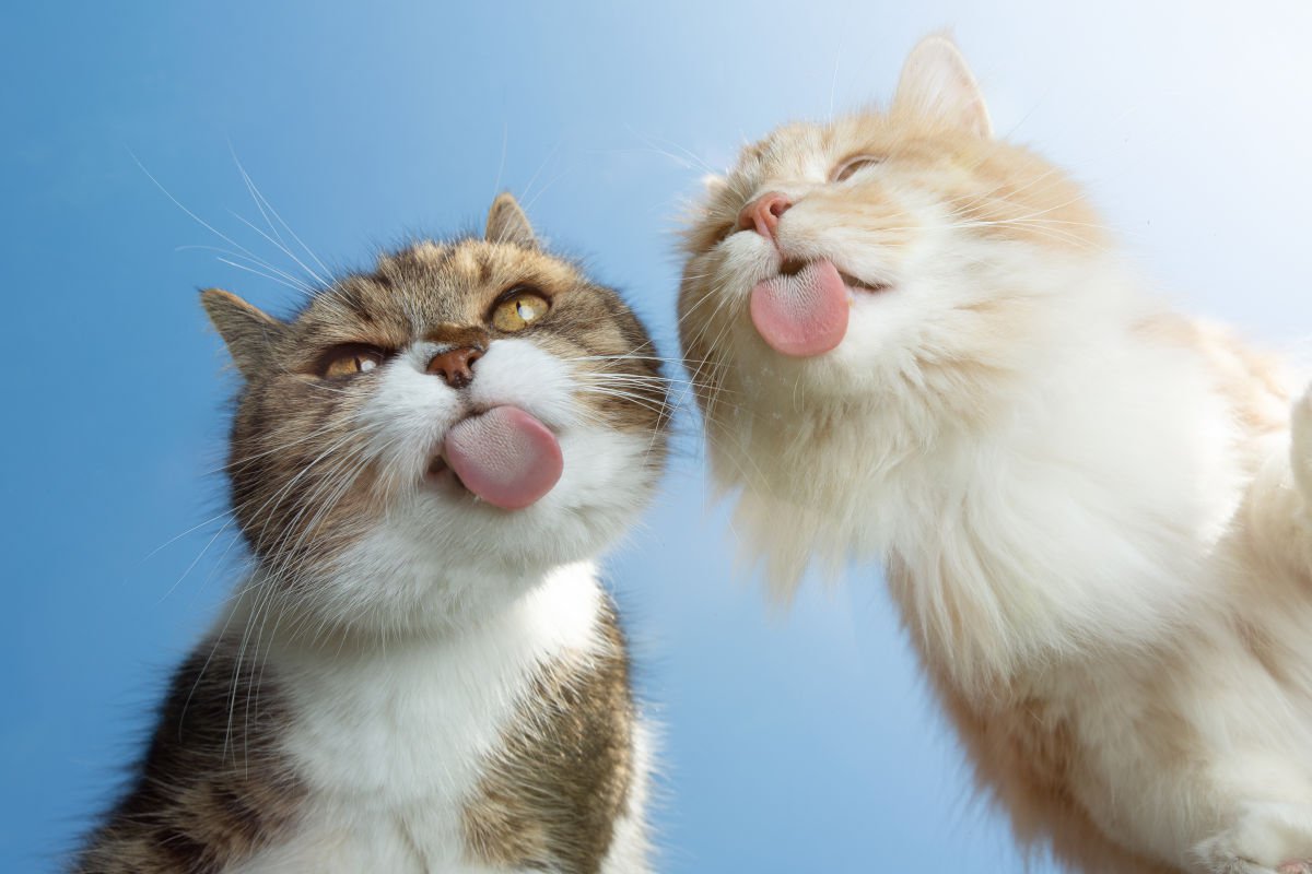 猫の『舌』にまつわる3つの話　ザラザラしているのはなぜ？猫舌って本当？