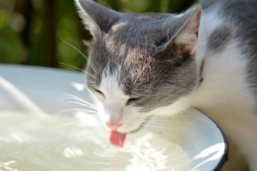 猫の『水分不足サイン』３選！こんな症状が出ていたら超危険な証拠