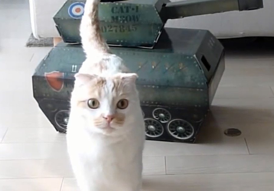 猫が操縦しているみたい！おもちゃの戦車で遊ぶ猫さん