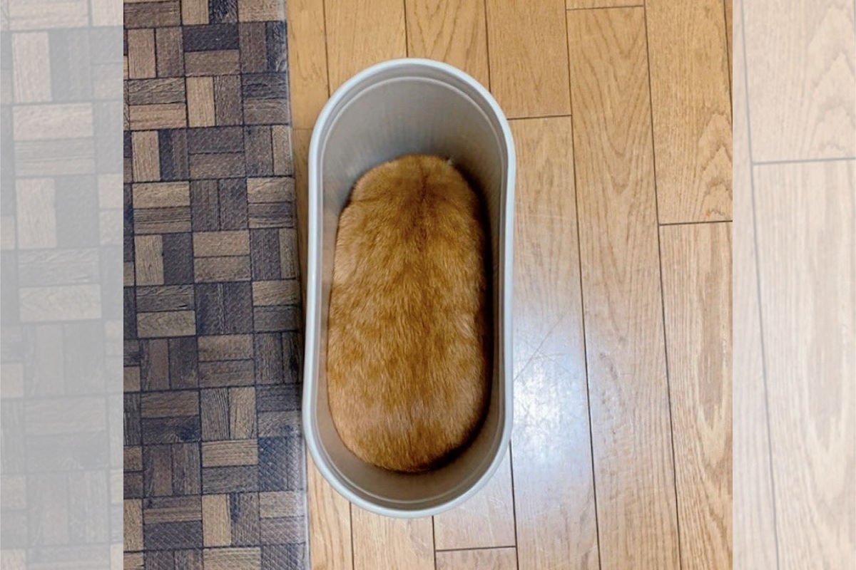 『ゴミ箱を洗ったら…』ちょっと目を離した隙に入り込む猫ちゃん「いなり寿司かな」「タワシかも」