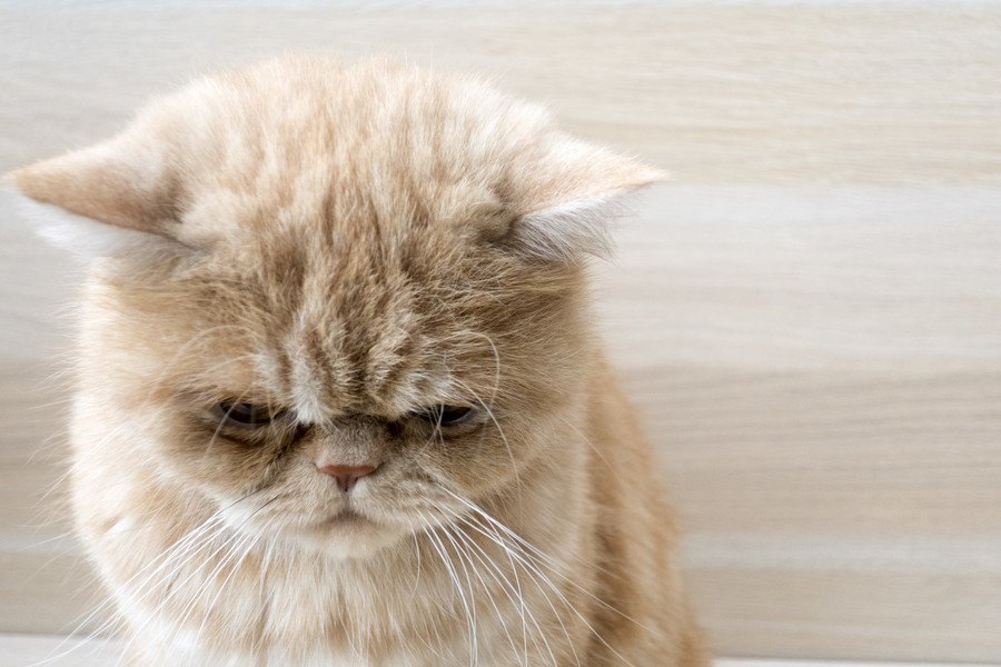 猫がストレスでなる病気６つと対処法