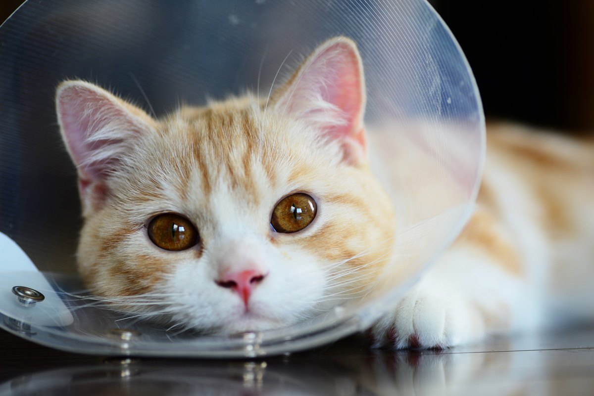 猫の『目が充血』する5つの原因と対処法