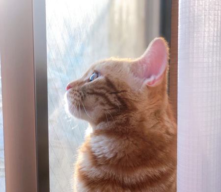 猫が窓の外を眺めている時の心理4つ
