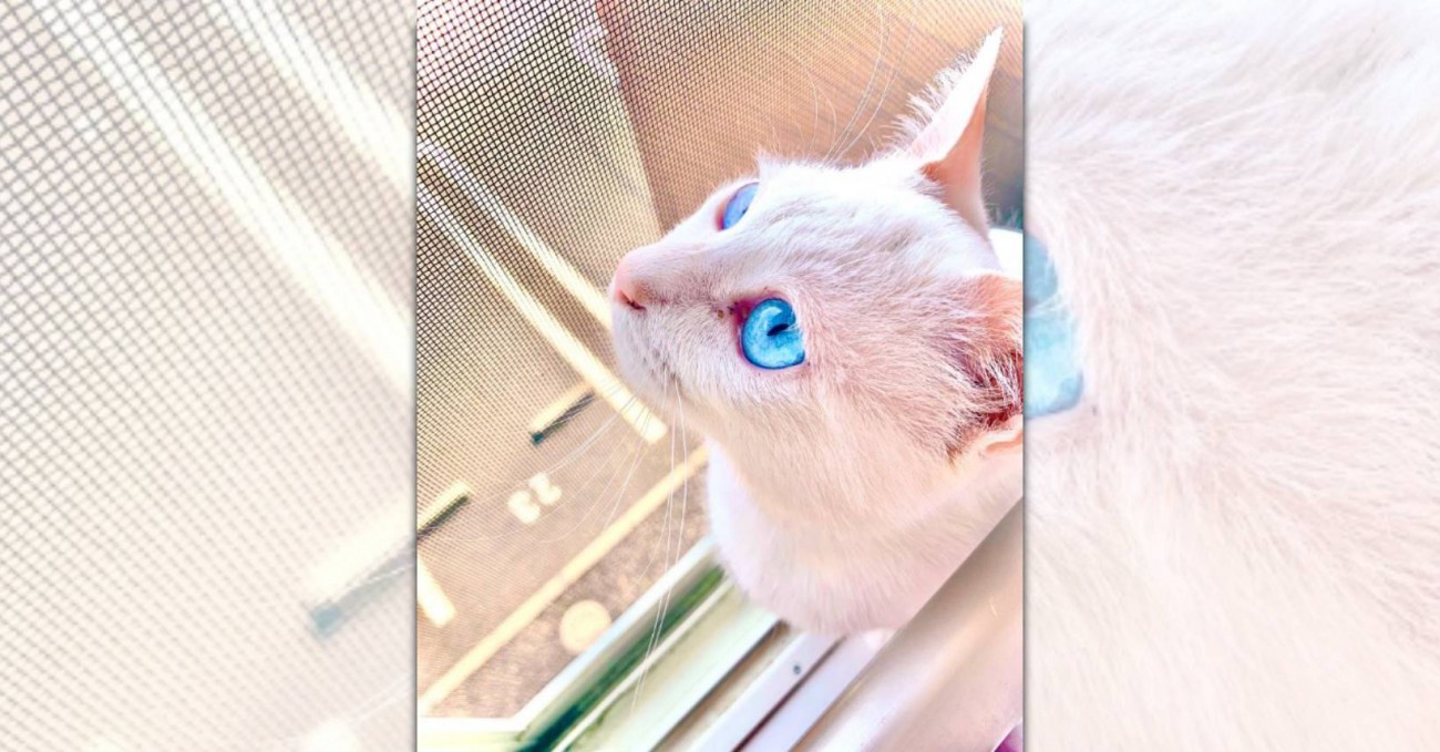【話題】まるで宝石！美しすぎる瞳を持つ猫さん