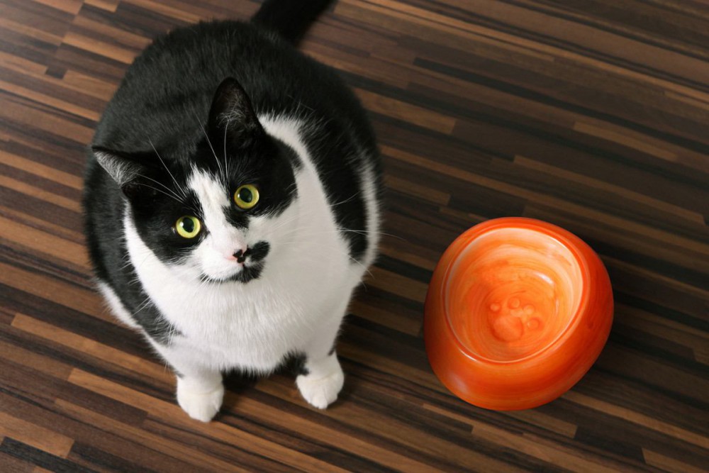 猫の『ダイエット』での絶対NG行為5選　理由と知っておきたい危険性とは