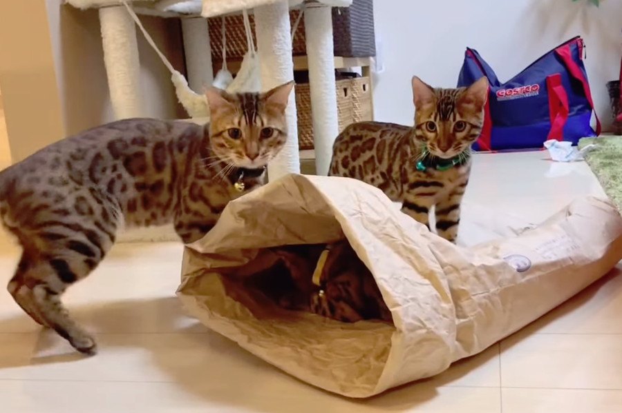 米袋で遊ぶ！楽しいベンガル猫一家