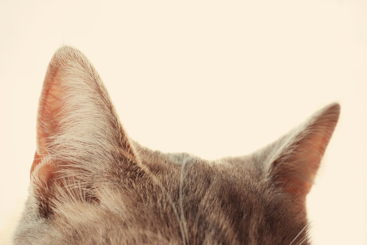 猫の『外耳炎』とは？かかっているかもしれないサインや原因、予防法を解説