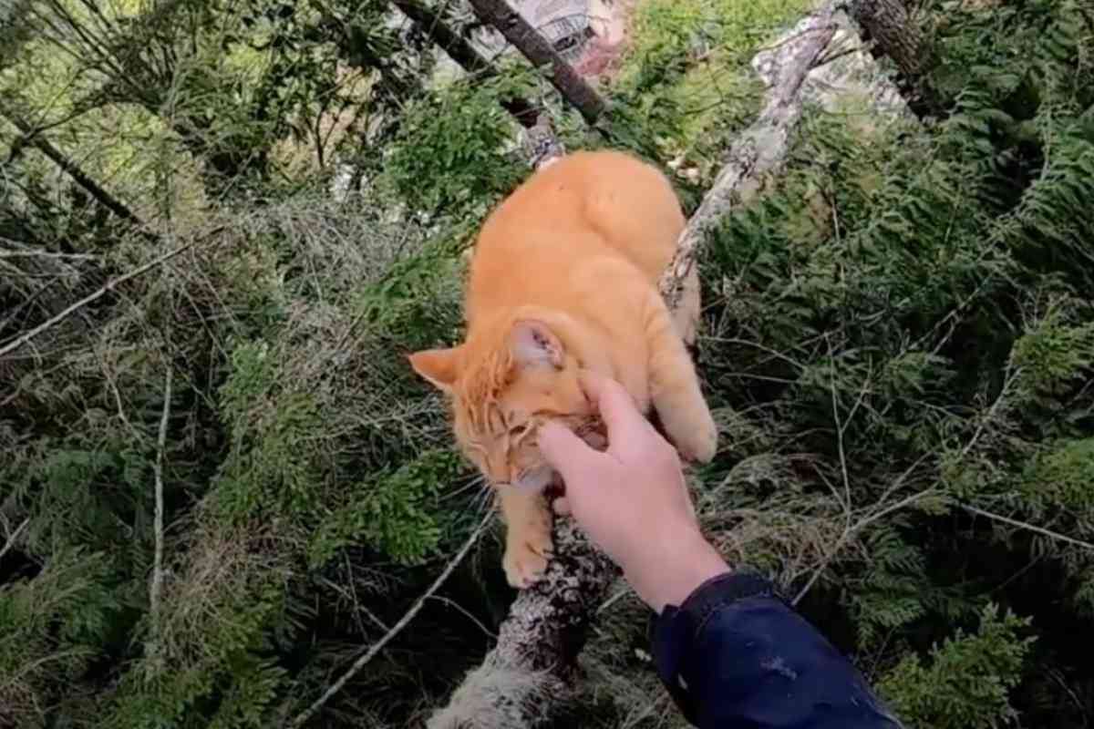 木の枝の先で立ちすくむ猫…緊迫する救助活動の行く末は？