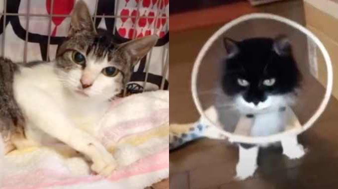 交通事故で深傷を負った2匹の猫…懸命なケアに応える姿に涙